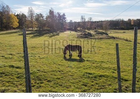 The View Of A Pony Grazing On A Field, Tyresta National Park, Sweden.