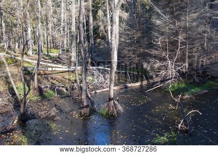 The View Of Nature At Tyresta National Park, Sweden.