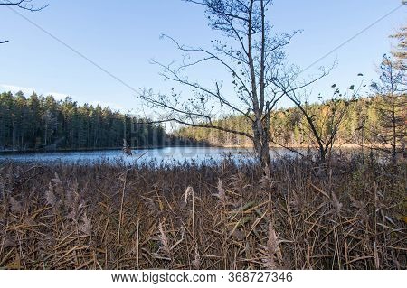 The View Of Lake And Conifer Trees On Background At Tyresta National Park, Sweden.