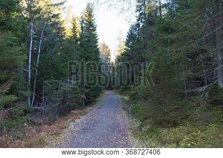 The View Of Road Through The Forest At Tyresta National Park, Sweden.