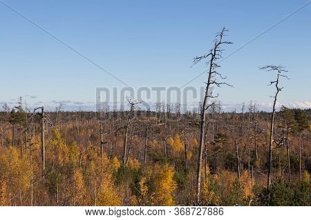 The View Of Trees At Tyresta National Park, Sweden.