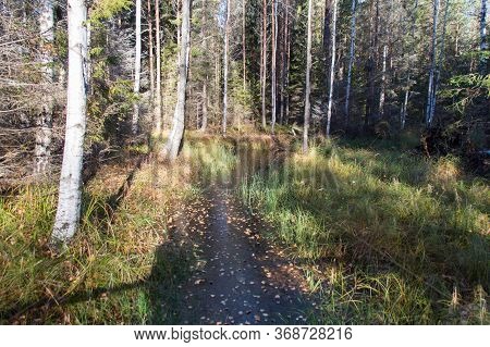 The View Of Nature At Tyresta National Park, Sweden.