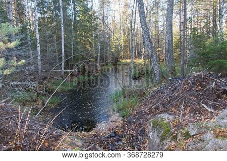 The View Of Nature At Tyresta National Park, Sweden.