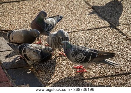 Durban City Centre Pigeons On Closed Road Close