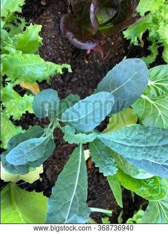 Photo Of Different Types Of Lettuce Or Lactuca Sativa Like The Buttercrunch, Green Curled Endive, Dr