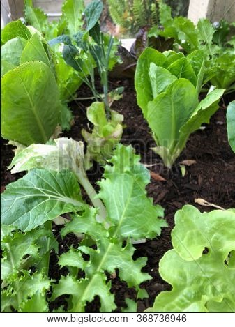 Photo Of Different Types Of Lettuce Or Lactuca Sativa Like The Buttercrunch, Green Curled Endive, Dr