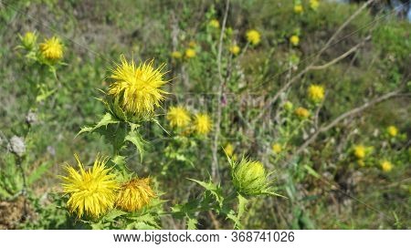 Closeup Of Bright Yellow Teasel Flower Heads