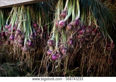 Shallots Red Onion (allium Ascalonicum) At Vegetable Garden Farmland In Northeast Of Thailand