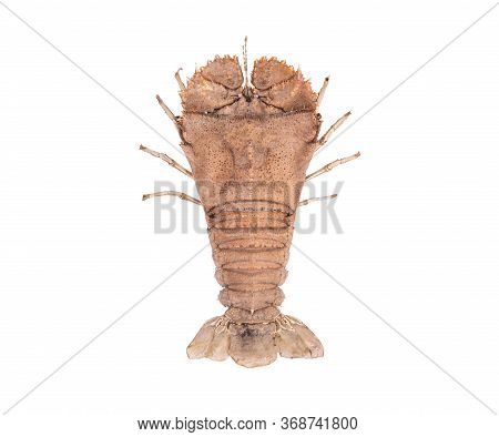 Stomatopods Isolated On White Background With Clipping Path , Dry Specimen Animal Marine .
