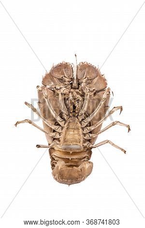 Stomatopods Isolated On White Background With Clipping Path , Dry Specimen Animal Marine .