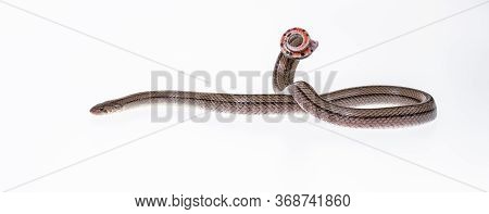 Striped Kukri Snake On White Background, Scientific Name:oligodon Taeniatus, Snake Of Thailand