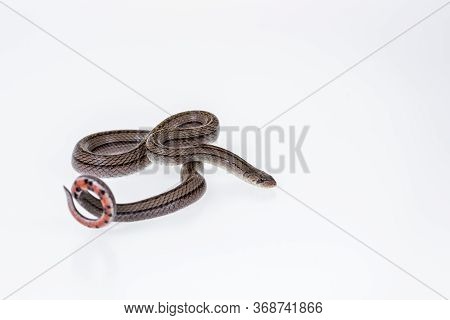 Striped Kukri Snake On White Background, Scientific Name:oligodon Taeniatus, Snake Of Thailand