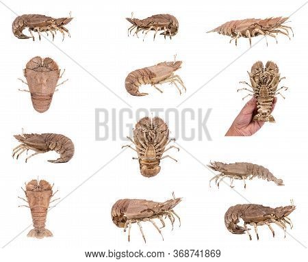 Set Of Stomatopods Isolated On White Background With Clipping Path , Dry Specimen Animal Marine .