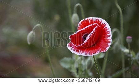 Poppy, Textured Front.may Poppies In The Meadow.fragile, Delicate Creature.white Border On The Poppy