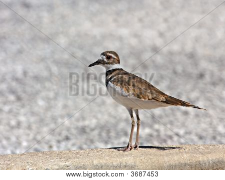 Killdeer