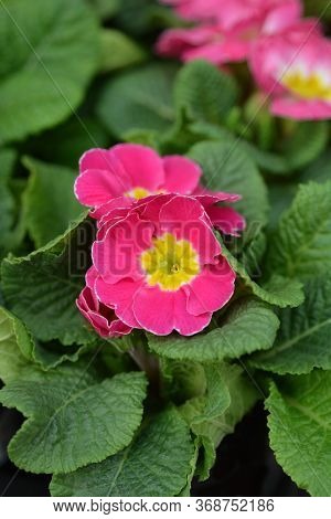 Pink English Primrose - Latin Name - Primula Polyanthus Hybrids