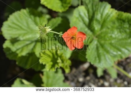 Dwarf Orange Avens Flower - Latin Name - Geum Coccineum