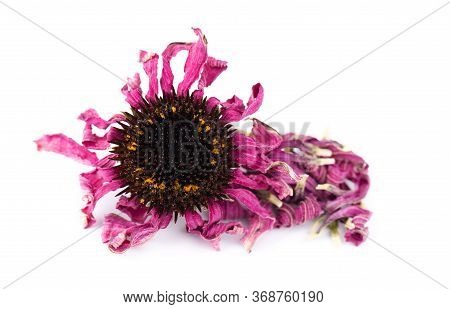 Dried Echinacea Flowers, Isolated On White Background. Petals Of Echinacea Purpurea. Medicinal Herbs