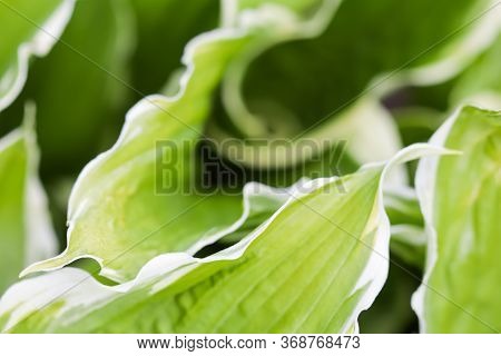 Natural Background. Hosta (funkia, Plantain Lilies) In The Garden. Green Leaves With White Border