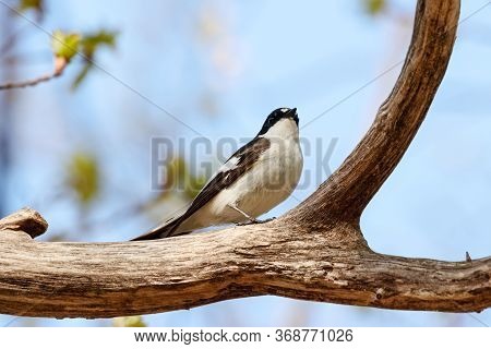 European Pied Flycatcher Ficedula Hypoleuca Male Sitting On Branch Of Tree In Spring. Cute Bright Fo