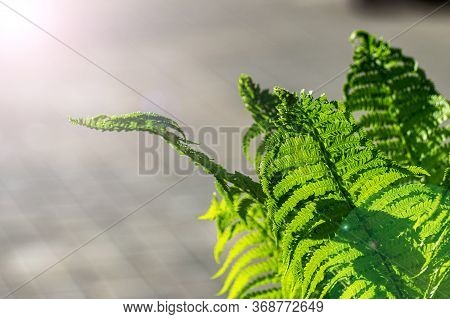 Young Green Fern Leaves In Backlight. Fern Branch In The Sun On A Spring Morning.