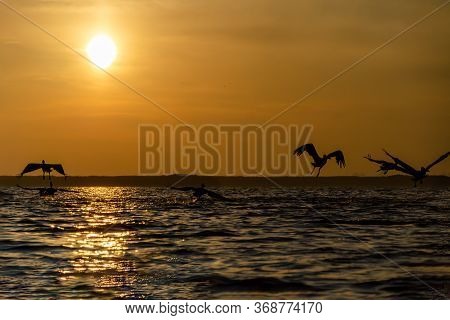 Pelicans Are Flying Against The Sky In Sunrise On The Eber Lake In Turkey.