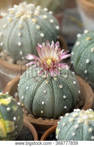 Astophytum Asterias With Pink Flower In The In-door Garden.
