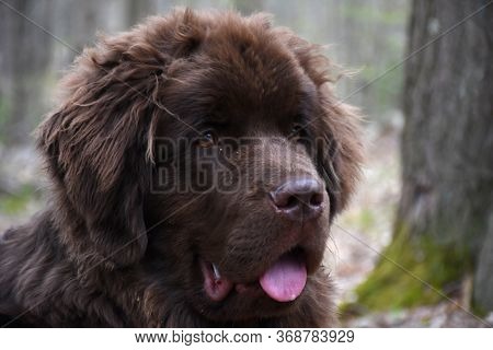 Adorable Brown Newfoundland Dog With His Tongue Sticking Out.