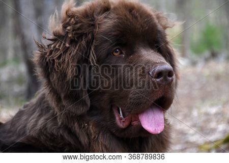 Sweet Brown Newfoundland Dog With Tongue Sticking Out.