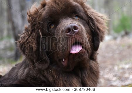 Direct Look Into A Cute Face Of A Newfoundland Dog.