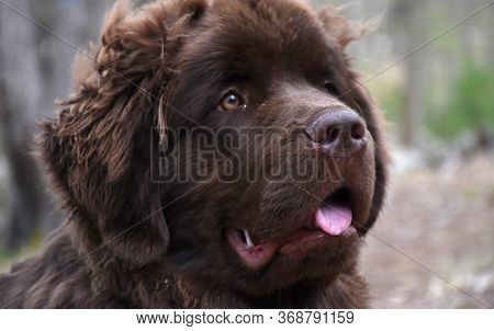 Cute Brown Newfoundland Dog On A Wooded Hike.