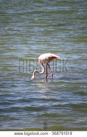 Flamingo In Molentargius Park Of Cagliari. Sardinia, Italy
