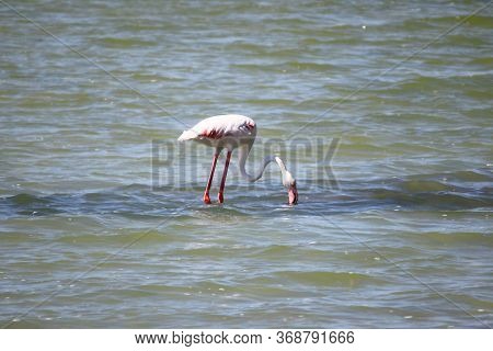 Flamingo In Molentargius Park Of Cagliari. Sardinia, Italy