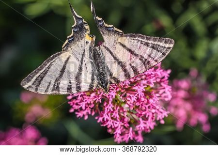 Scarce Swallowtail (iphiclides Podalirius) In A Park At Oppede-le-vieux In Southern France