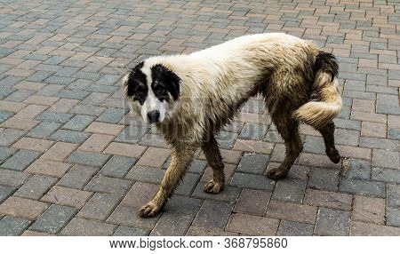 The Bucovina Shepherd Dog. Big Security Shepherd Dog.