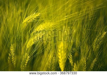 Green Wheat On The Field In Spring. Selective Focus, Shallow Dof Background. Pubescent Rye Agricultu