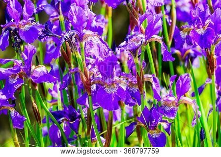 Iris Flower Close Upclose Up A Of Group Of Iris Flowers In A Garden