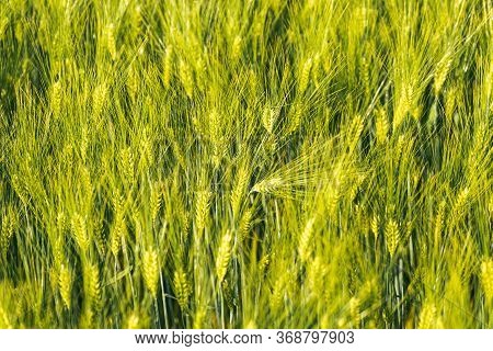 Green Wheat On The Field In Spring. Selective Focus, Shallow Dof Background. Pubescent Rye Agricultu