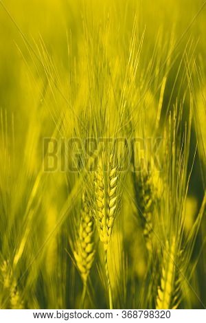 Green Wheat On The Field In Spring. Selective Focus, Shallow Dof Background. Pubescent Rye Agricultu