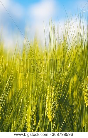 Green Wheat On The Field In Spring. Selective Focus, Shallow Dof Background. Pubescent Rye Agricultu