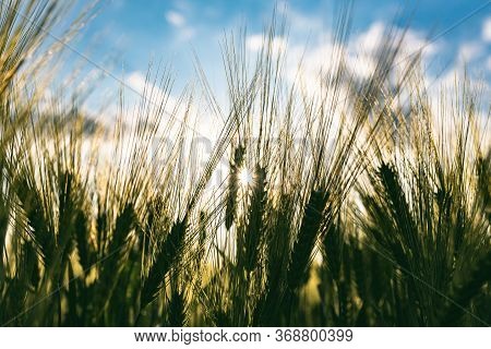Green Wheat On The Field In Spring. Selective Focus, Shallow Dof Background. Pubescent Back Lit Rye 