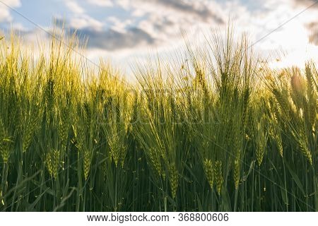 Green Wheat On The Field In Spring. Selective Focus, Shallow Dof Background. Pubescent Rye Agricultu