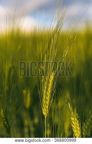 Green Wheat On The Field In Spring. Selective Focus, Shallow Dof Background. Pubescent Rye Agricultu