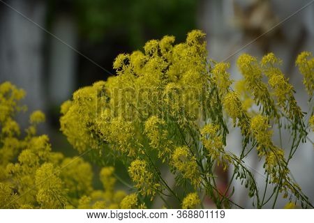 Woad In Flower (isatis Tinctoria) Known Also As Dyer's Woad Or Glastum.