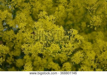 Woad In Flower (isatis Tinctoria) Known Also As Dyer's Woad Or Glastum.