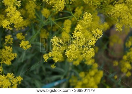 Woad In Flower (isatis Tinctoria) Known Also As Dyer's Woad Or Glastum.