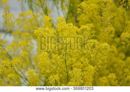 Woad In Flower (isatis Tinctoria) Known Also As Dyer's Woad Or Glastum.