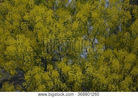 Woad In Flower (isatis Tinctoria) Known Also As Dyer's Woad Or Glastum.