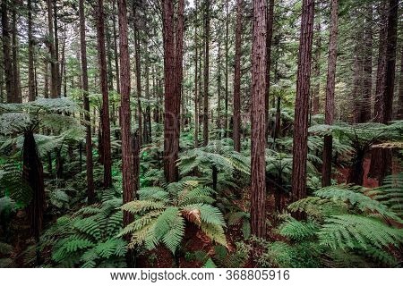 Treewalk In Whakarewarewa Forest Near Rotorua, New Zealand