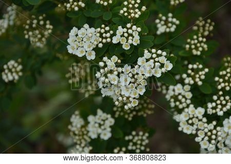 Spring - A Flowering White Meadowsweet. White Small Flowers (thunbergs Meadowsweet).